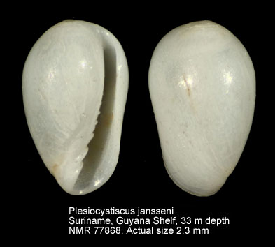 Plesiocystiscus jansseni.jpg - Plesiocystiscus jansseni(De Jong & Coomans,1988)